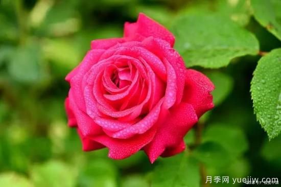 做好3件事,月季复壮很简单,新枝粗壮开花多(图1) 月季复壮很简单,做好3件事新枝粗壮开花多(图1)