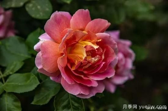 做好3件事,月季复壮很简单,新枝粗壮开花多(图2) 月季复壮很简单,做好3件事新枝粗壮开花多(图2)