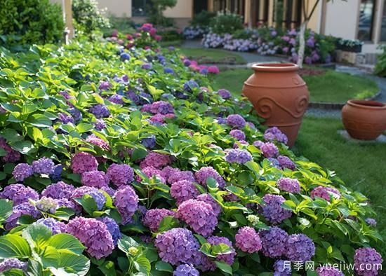 教你打造不一样的月季花境(图3)