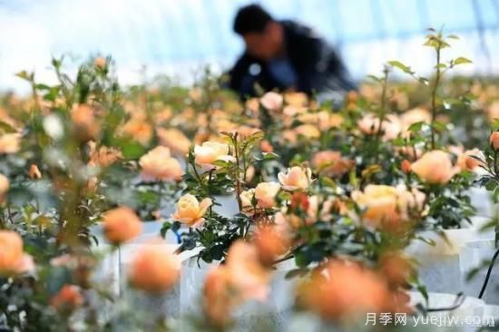 做好3件事,月季复壮很简单,新枝粗壮开花多(图4) 月季复壮很简单,做好3件事新枝粗壮开花多(图3)