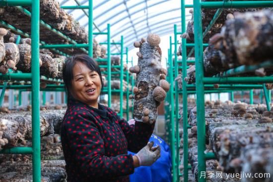 信阳光山：种植花菇走上致富路(图1)