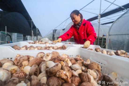 信阳光山：种植花菇走上致富路(图2)