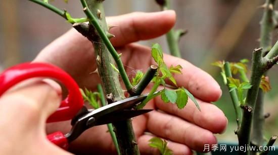 微型月季的种植小技巧(图4)