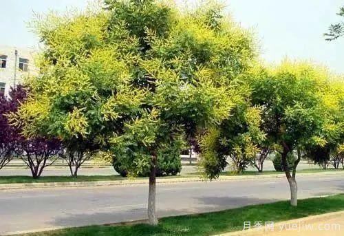 黄金栾树种植繁殖技术方法(图3) 黄金栾树种植繁殖技术方法(图1)