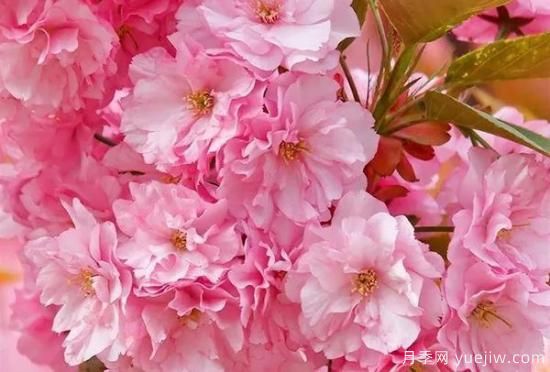 网红树木悄然兴起，是否预示着大好行情？(图3)