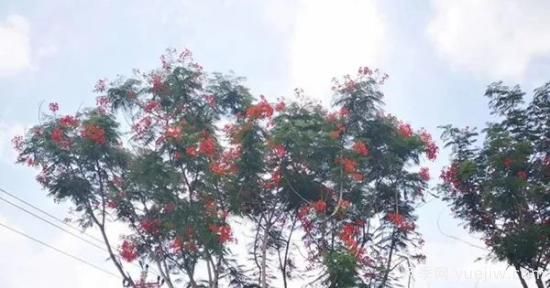 网红树木悄然兴起，是否预示着大好行情？(图2)