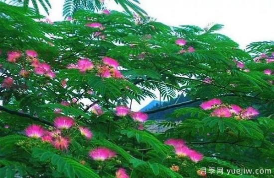 网红树木悄然兴起，是否预示着大好行情？(图4)