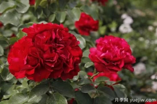 谈谈中国月季的发展史，致敬中国的月季育种家前辈们！(图62)