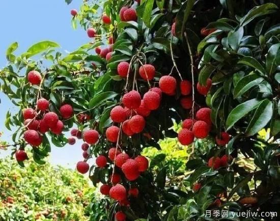 树木在园林绿化中的分类(图6)