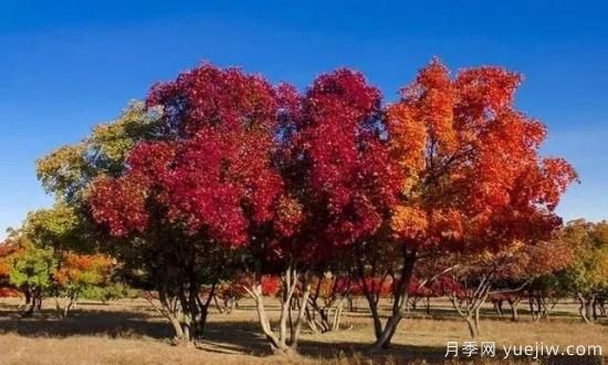 树木在园林绿化中的分类(图7)