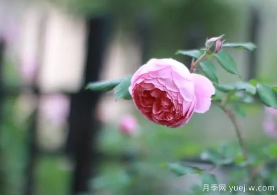 常见的18种藤本月季优缺点，对号入座选择(图5)
