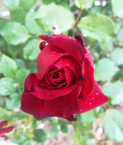 常见的18种藤本月季优缺点，对号入座选择(图7)