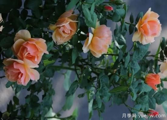 常见的18种藤本月季优缺点，对号入座选择(图9)