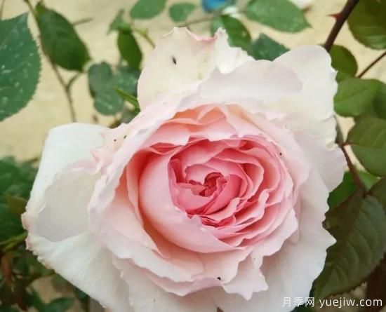 常见的18种藤本月季优缺点，对号入座选择(图12)