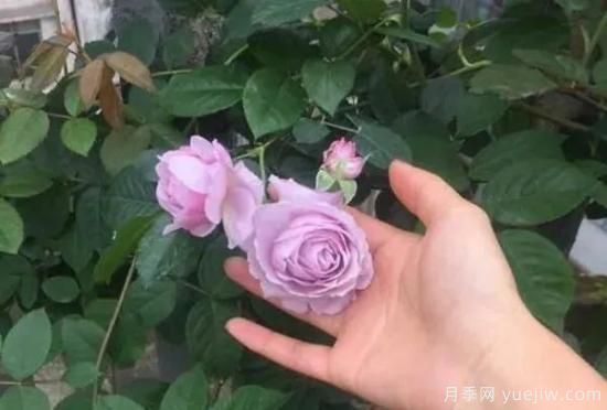 常见的18种藤本月季优缺点，对号入座选择(图15)