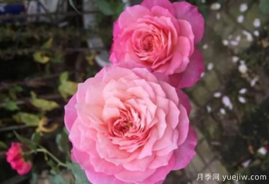 弗洛伦蒂娜、大游行、亚伯拉罕、蓝色阴雨等藤本月季的优缺点是什么？(图3)