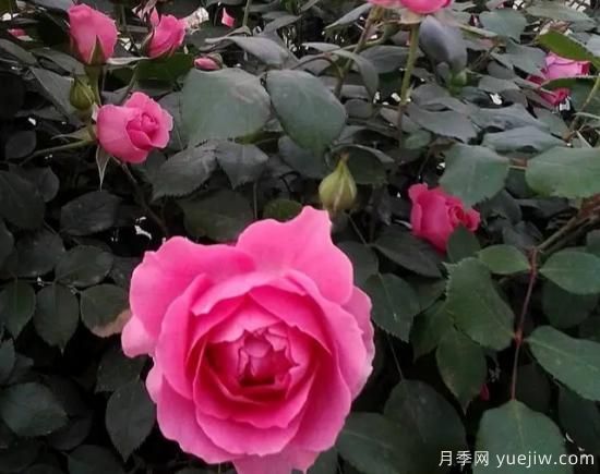 弗洛伦蒂娜、大游行、亚伯拉罕、蓝色阴雨等藤本月季的优缺点是什么？(图2)