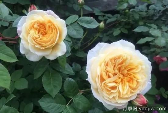 常见的18种藤本月季优缺点，对号入座选择(图18)