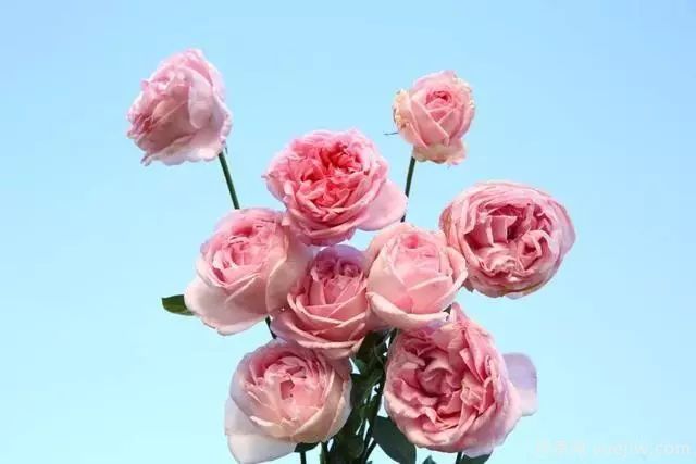 10大伊芙系列月季品种，花大浓香十分诱人(图5)