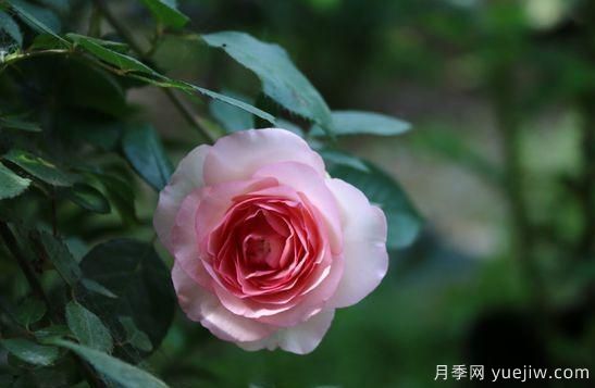 弗洛伦蒂娜、大游行、亚伯拉罕、蓝色阴雨等藤本月季的优缺点是什么？(图6)