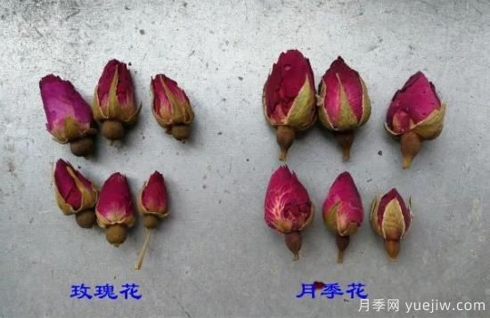 图解月季和玫瑰如何区分?边读诗,边学习!科普(图2) 月季和玫瑰如何区分?图解科普很详细(图2)