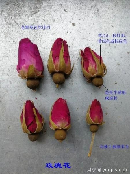 图解月季和玫瑰如何区分?边读诗,边学习!科普(图3) 月季和玫瑰如何区分?图解科普很详细(图3)