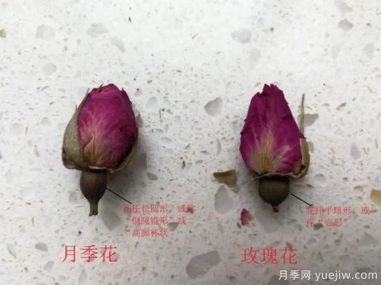 图解月季和玫瑰如何区分?边读诗,边学习!科普(图5) 月季和玫瑰如何区分?图解科普很详细(图5)
