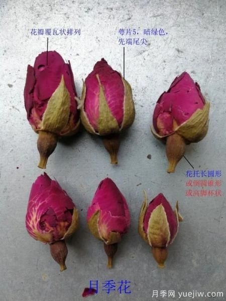 图解月季和玫瑰如何区分?边读诗,边学习!科普(图4) 月季和玫瑰如何区分?图解科普很详细(图4)