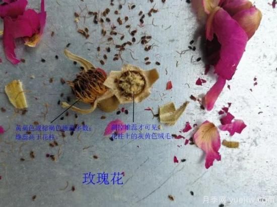 图解月季和玫瑰如何区分?边读诗,边学习!科普(图6) 月季和玫瑰如何区分?图解科普很详细(图6)