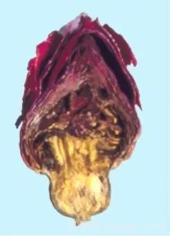 图解月季和玫瑰如何区分?边读诗,边学习!科普(图11) 月季和玫瑰如何区分?图解科普很详细(图11)