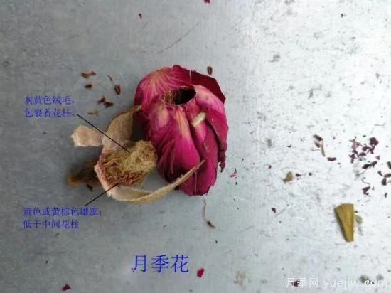 图解月季和玫瑰如何区分?边读诗,边学习!科普(图7) 月季和玫瑰如何区分?图解科普很详细(图7)