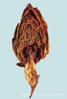 图解月季和玫瑰如何区分?边读诗,边学习!科普(图12) 月季和玫瑰如何区分?图解科普很详细(图12)