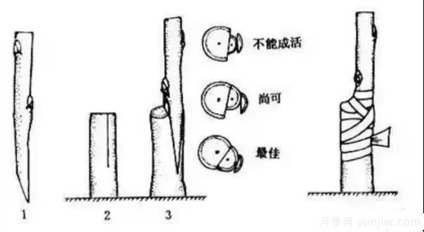 花木嫁接的具体操作方法和嫁接后管理(图2)