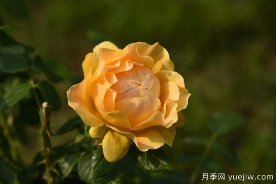 盆栽月季花苗的正确养殖方法(图1) 盆栽月季花苗的正确养殖方法(图1)