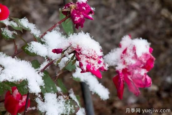 耐寒性，你家月季抗不抗冻？月季如何过冬(图1)