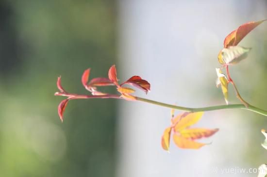 耐寒性，你家月季抗不抗冻？月季如何过冬(图4)