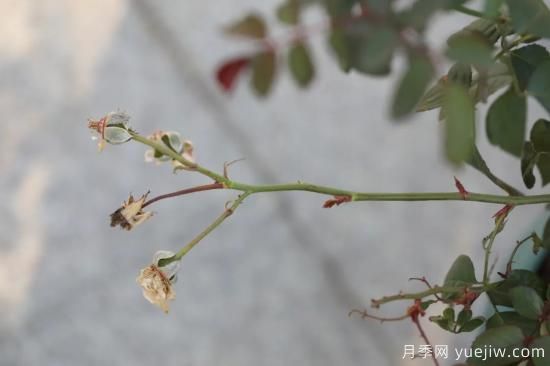 耐寒性，你家月季抗不抗冻？月季如何过冬(图6)