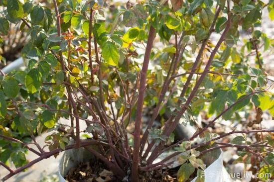 耐寒性，你家月季抗不抗冻？月季如何过冬(图7)