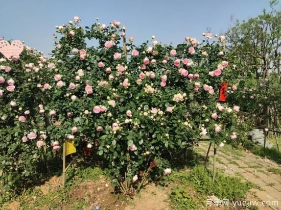 耐寒性，你家月季抗不抗冻？月季如何过冬(图8)