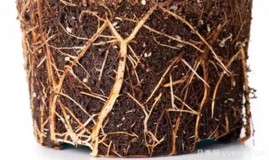 耐寒性，你家月季抗不抗冻？月季如何过冬(图10)