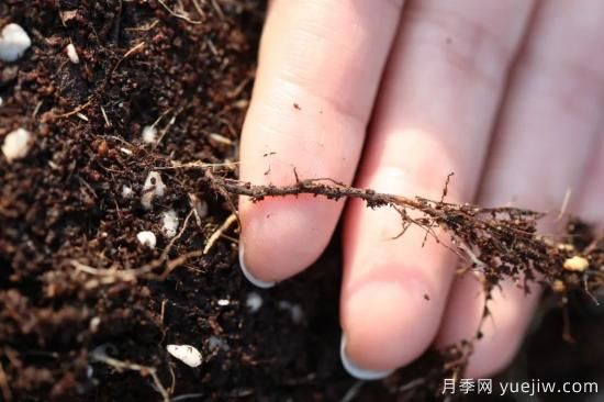 耐寒性，你家月季抗不抗冻？月季如何过冬(图11)