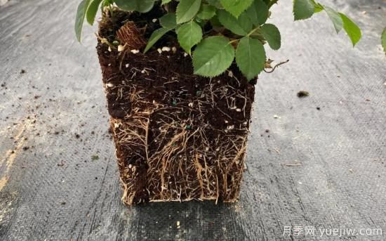 耐寒性，你家月季抗不抗冻？月季如何过冬(图14)