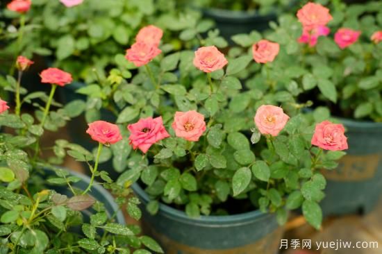 月季花苗什么时候移栽?月季花苗移栽注意事项(图1) 月季花苗什么时候移栽?月季花苗移栽注意事项(图1)