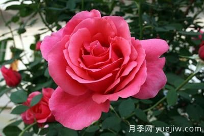 月季花苗什么时候移栽?月季花苗移栽注意事项(图2) 月季花苗什么时候移栽?月季花苗移栽注意事项(图2)