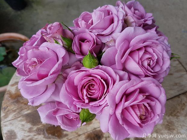 紫色阳台月季(图2)