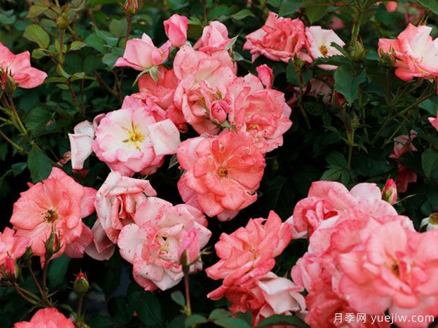 推荐8种藤本月季,抗病性强好养好看爱开花(图5) 推荐8种藤本月季,抗病性强好养好看爱开花(图5)