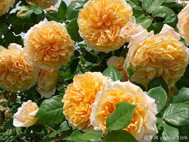 推荐8种藤本月季,抗病性强好养好看爱开花(图1) 推荐8种藤本月季,抗病性强好养好看爱开花(图1)