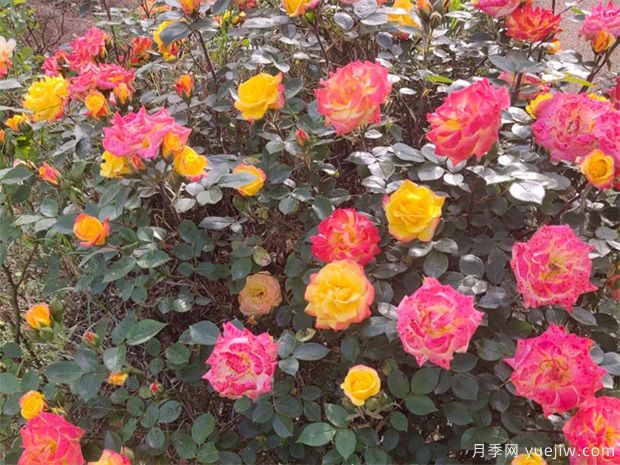 推荐8种藤本月季,抗病性强好养好看爱开花(图2) 推荐8种藤本月季,抗病性强好养好看爱开花(图2)