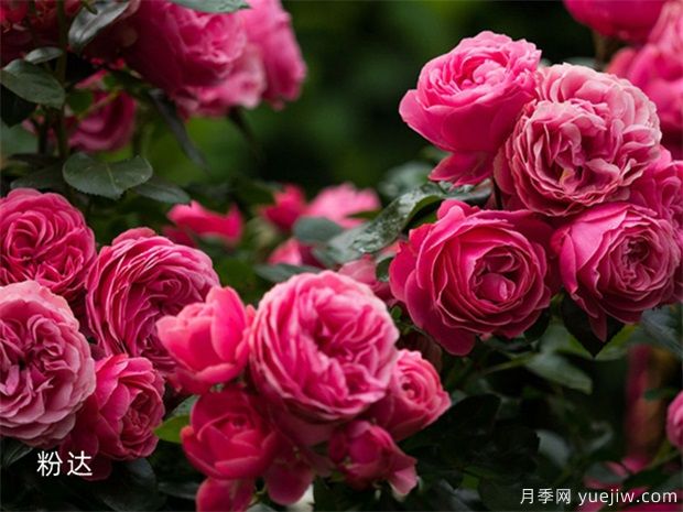 推荐8种藤本月季,抗病性强好养好看爱开花(图6) 推荐8种藤本月季,抗病性强好养好看爱开花(图8)