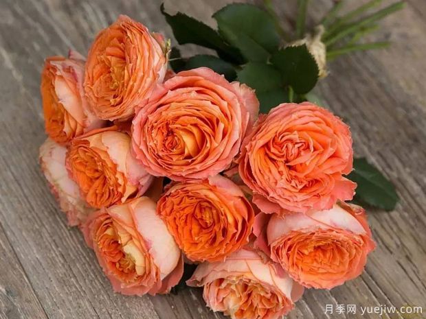 橙色浪漫月季/浪漫橙色月季(图4)